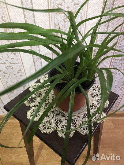 Бильбергия