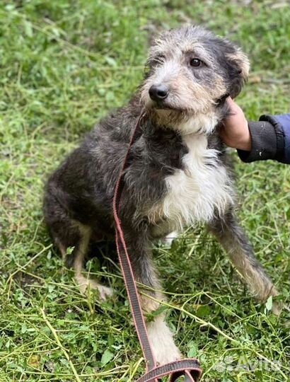 Тимка ищет дом