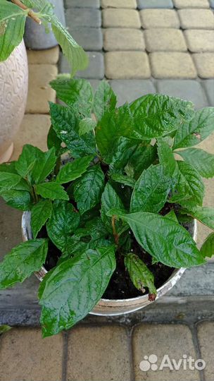 Мушмула, Годжи