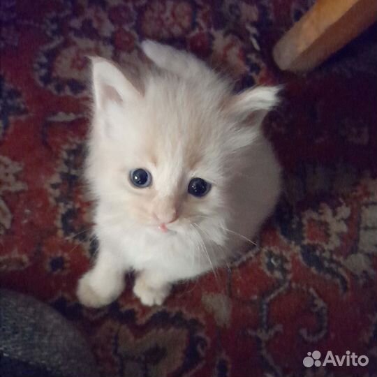 Котёнок Персик Мейн-кун