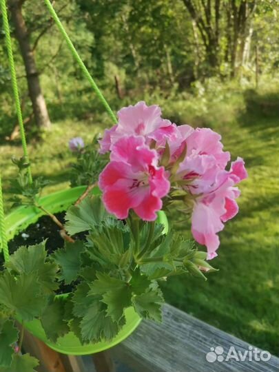 Пеларгония кусты и черенки