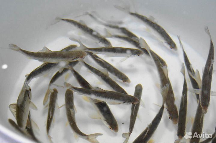 Живец карась