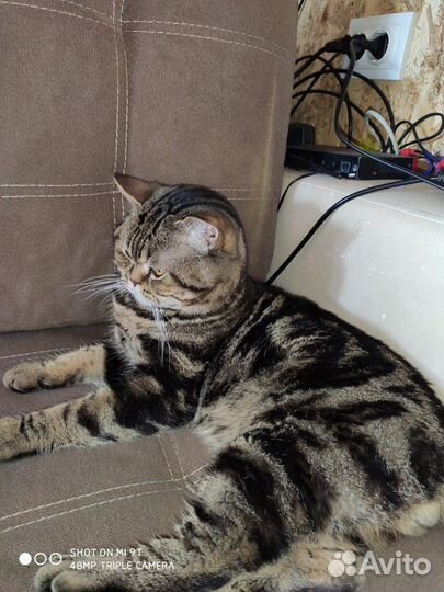 Котик на вязку