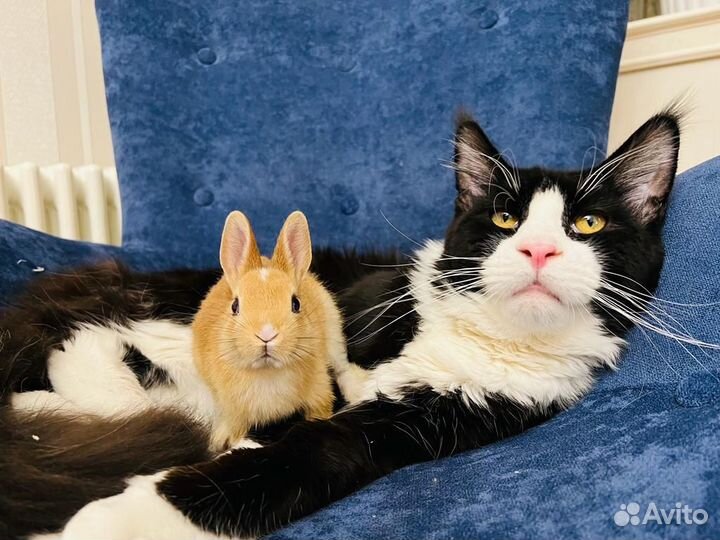 Кролики мини милашки