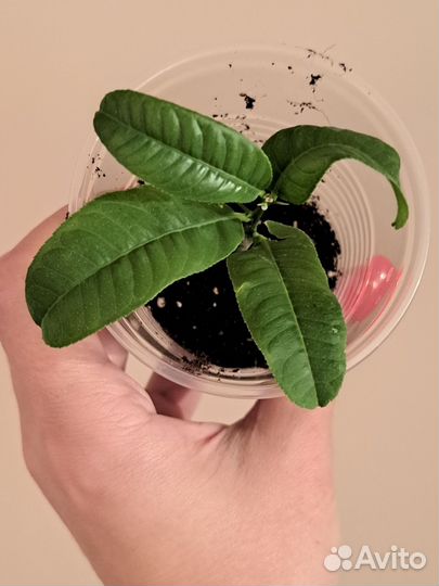 Цитрон рука будды