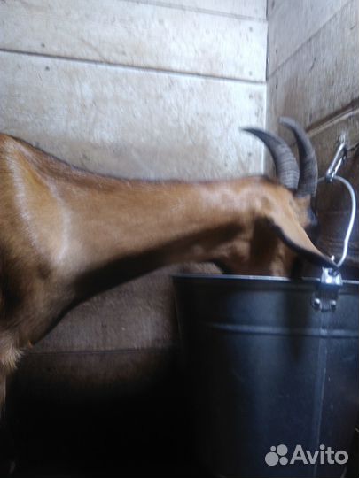 Козы дойные