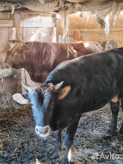 Бычки 1,5 года