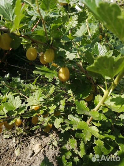 Саженцы крыжовника