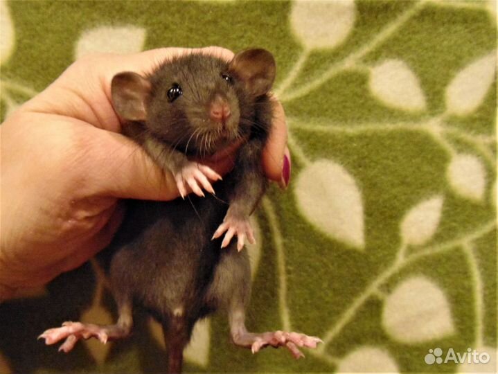 Крысы,крысята дамбо, стандарт - питомник. клетки