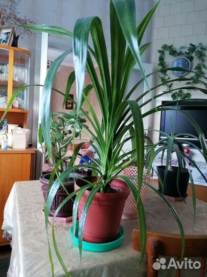 Комнатные растения