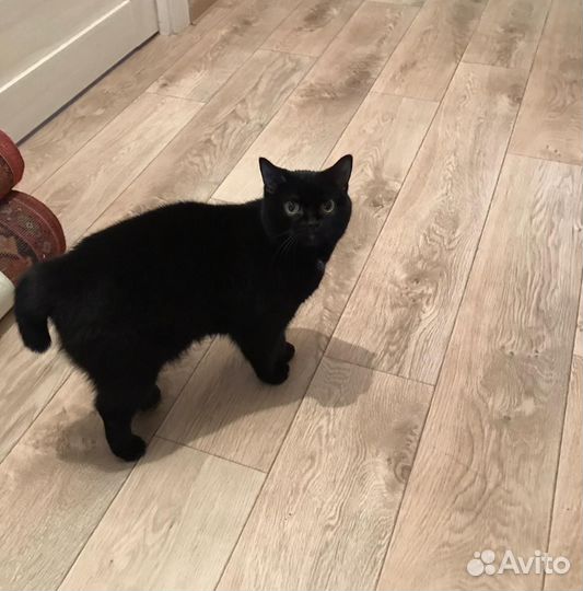 Кошка бобтейл