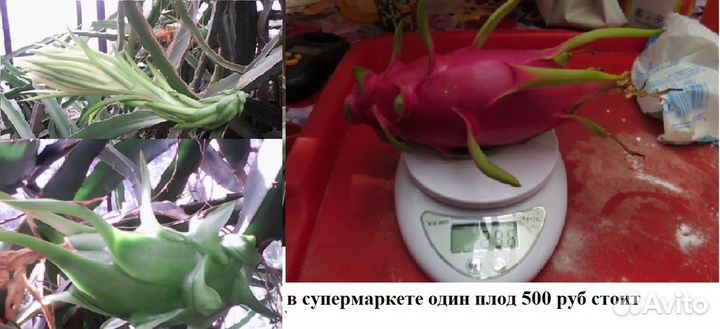 Драконов фрукт, питахайя