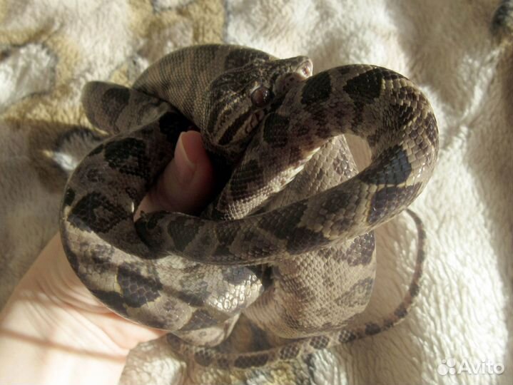 Садовый удав (corallus hortulanus)