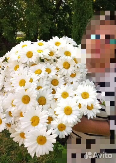 Ромашка многолетняя садовая