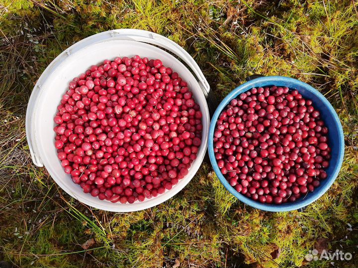 Клюква налитая