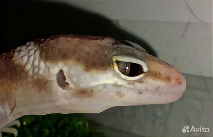 Геккон эублефар