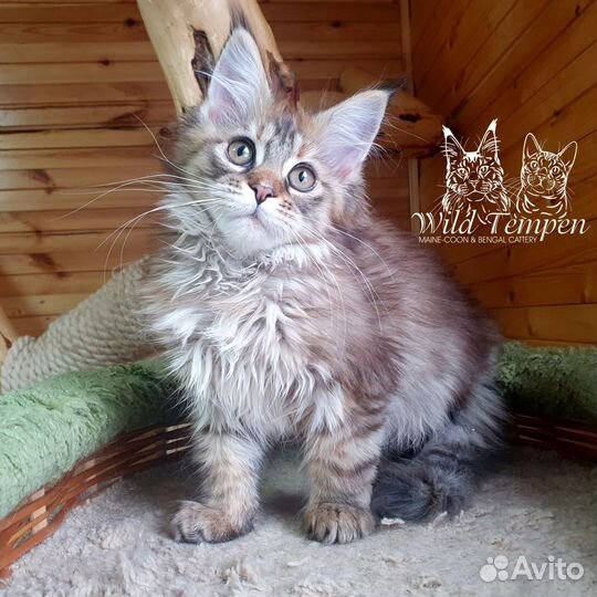 Котята мейн-кун