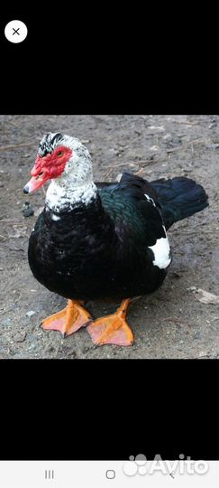 Селезень индоутки