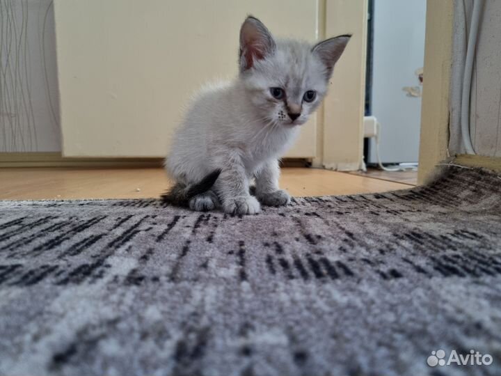 Кошки в добрые руки