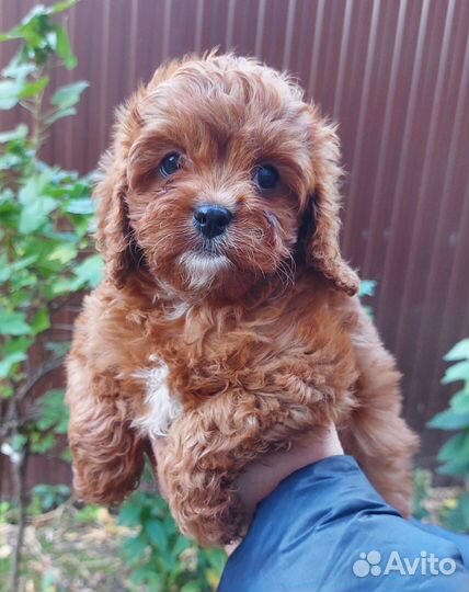 Щенок кавапу девочка