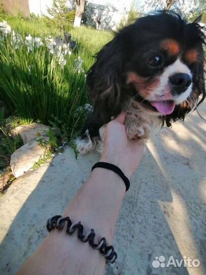 Кавалер кинг чарльз спаниель вязка