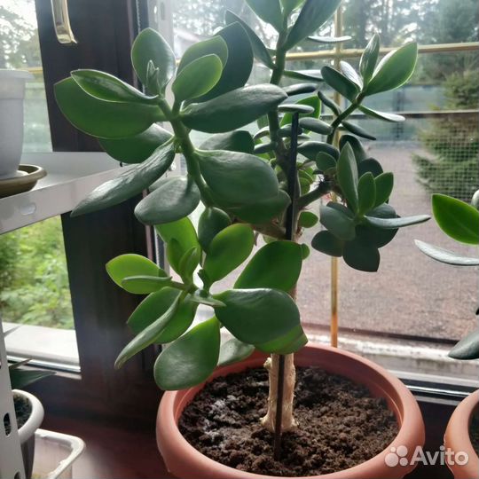 Толстяка (денежное дерево)