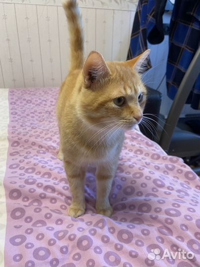 Кот рыжий