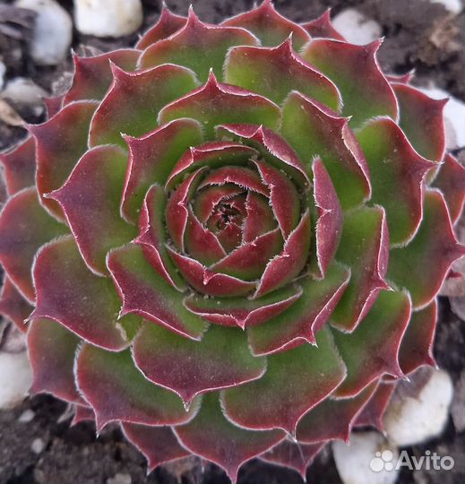 Sempervivum (молодило, каменная роза)