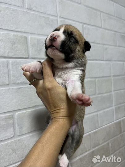 Щенки амстаффа