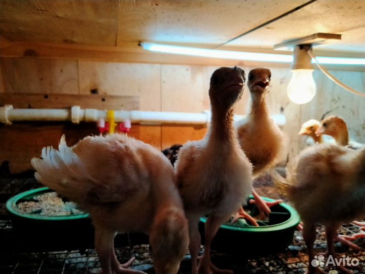 Яйцо инкубационное Вывожу на Заказ