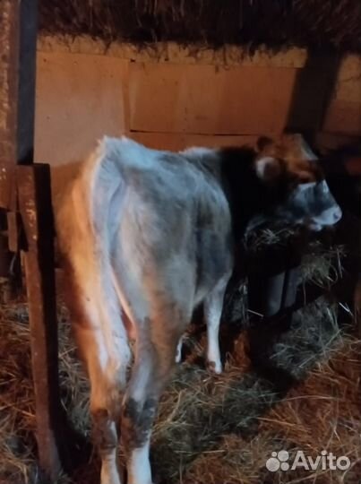 Продам быка и телку