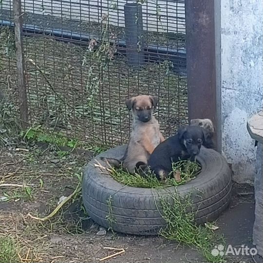 Щенки немецкой овчарки