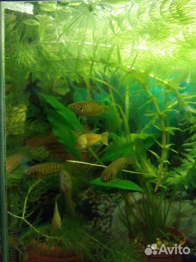 Молодые макроподы