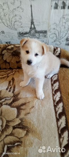 Собака в добрые руки отдам бесплатно