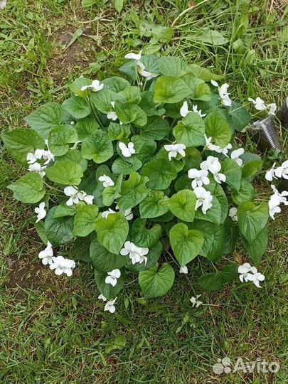 Сестринская фиалка