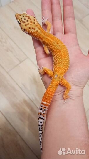 Эублефар самец