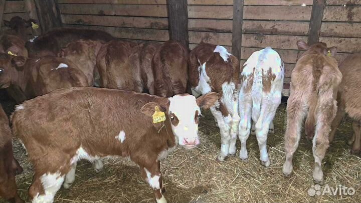 Телята бычки бесплатная доставка