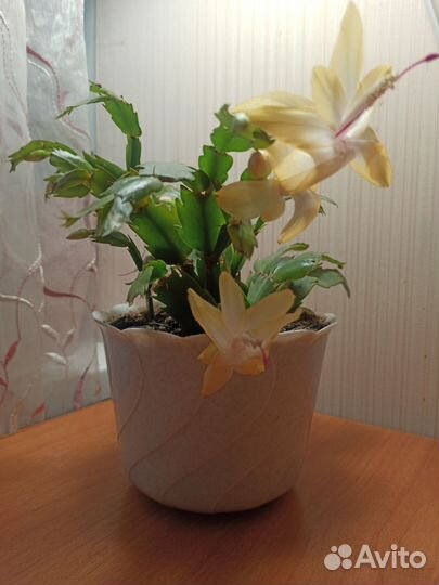 Декабрист шлюмбергера желтый