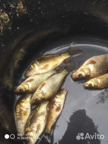 Малек карпа