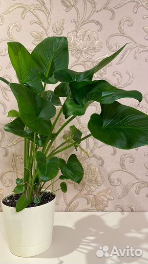 Комнатные цветы шефлера