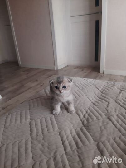 Шотландские вислоухие котята