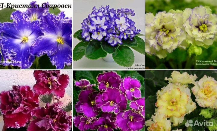 Сортовые фиалки(листики)