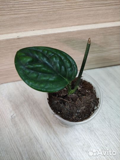 Эпипремнумы и Сциндапсус