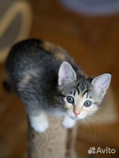 Малышки-разбойницы и их мамочка (котята)