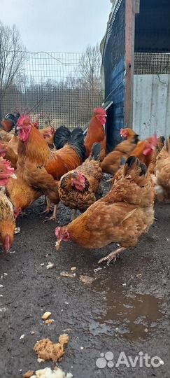 Цыплята мясояичной породы