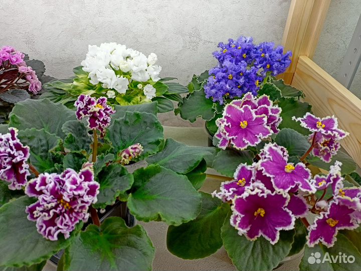 Листики сортовых фиалок