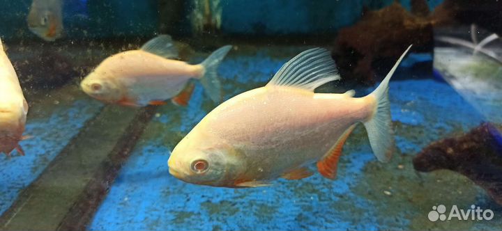 Скаты,Стуриос,Северум,L-Сом. Метинн,Лягушки,Крабы