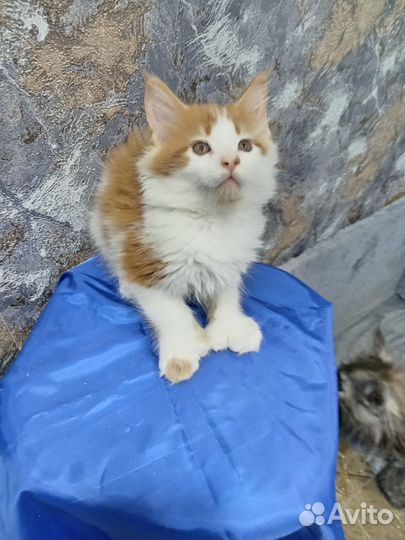 Котята мейн-кун