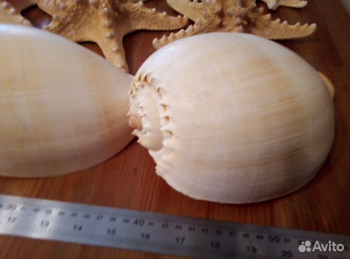 Морская раковина Мело-диадема большая