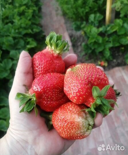 Рассада клубники Азия